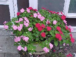 Sunporch Planter