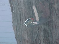 Woodpecker