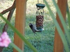 Woodpecker